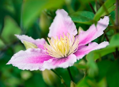 Clematis flower on natural background , there are pictures of this series