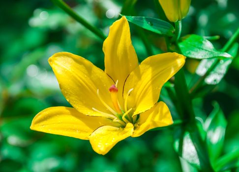 Beautiful flower yellow lilies in the garden