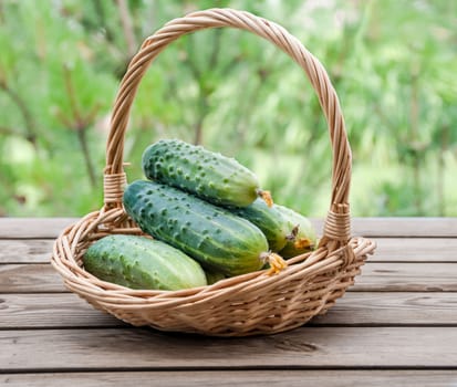 Cucumbers in a basket on a background of nature