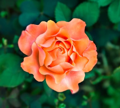 Flower orange rose on a natural background