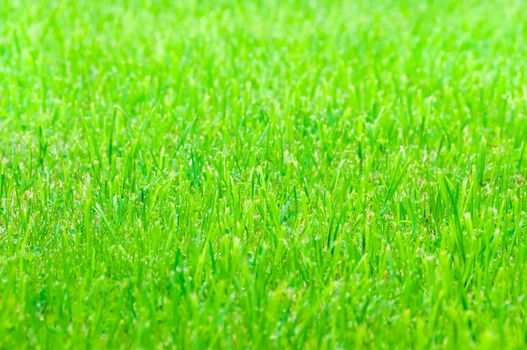 Green grass as texture or background. Nature