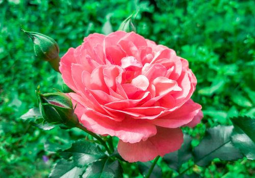 Beautiful flower pink rose on a natural background