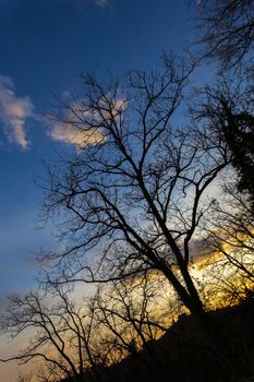 Tree on backlight at sunset