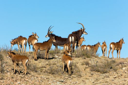 Sable Cow and Sable Heifer with nursery of Sable babies standing on a hill