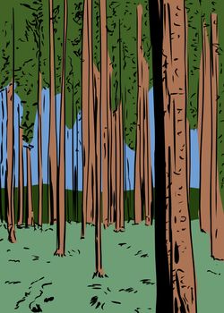 Illustration of forest wilderness background with tall trees