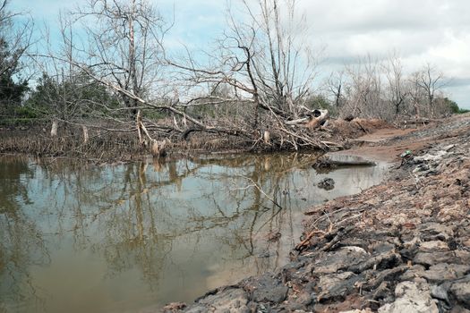 Dry mangrove forest at Ca Mau, Viet Nam, group of dried tree reflect on water, deforestation situation effect to environment, can make disaster