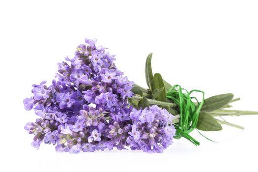 Violet  lavendula flowers isolated on white background, close up.