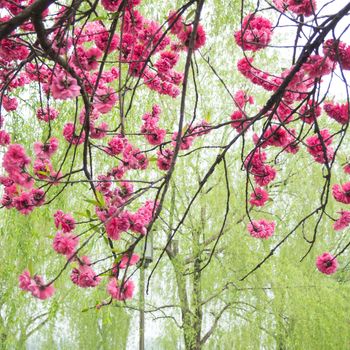Peach trees blossoming in the mist by the Xi Hu lake in China