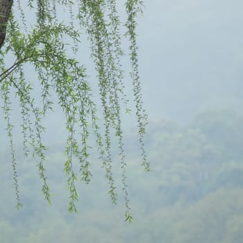Chinese willow tree in the mist by the Xi Hu lake