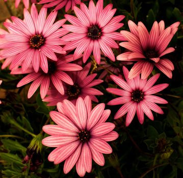 Beauty Dark Pink Garden Daisy Flowers on Blurred Flower and Leafs background Outdoors