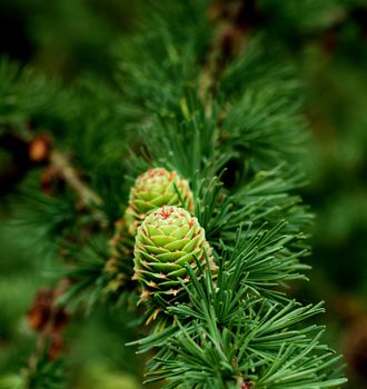 Young Sprouts Green Fir Cones into Green Needles on Blurred Fir Branches background Outdoors. Focus on Cone