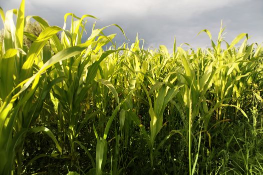 A green field of corn growing up