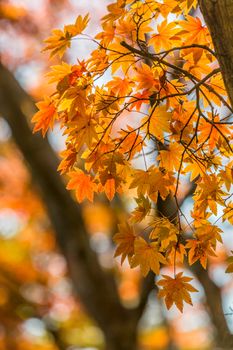 autumn leaves Yellow, orange and red in beautiful fall park.