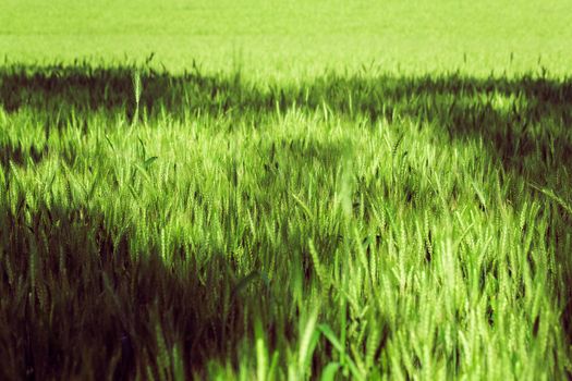 rural landscape, a field of growing the wheat 