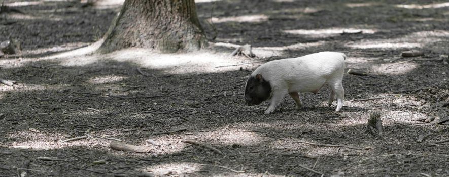 Vietnamese pig are grazed on a farm outdoors