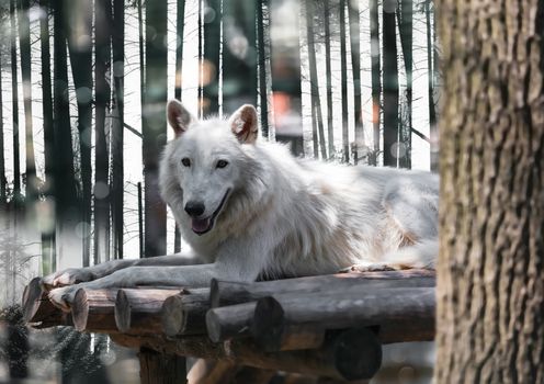 wild animal arctic white wolf lying close-up