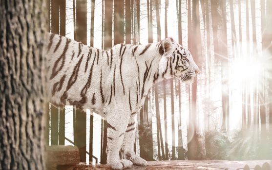big white Bengal tiger closeup in nature