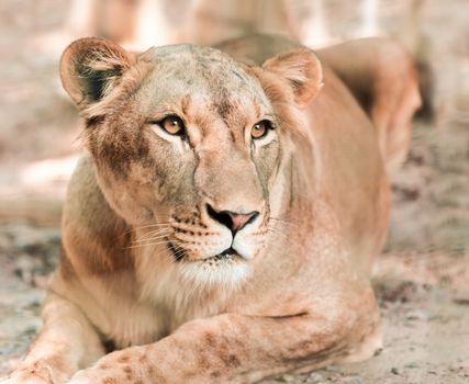 portrait the animal African lioness lying close-up