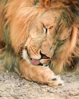portrait the animal African lione lying close-up