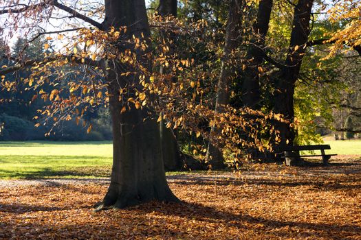 The leafy forest in the morning sunshine