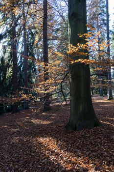 The leafy forest in the morning sunshine