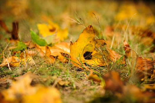 The autumn forest ground, dry leaves on the grass, selective focus