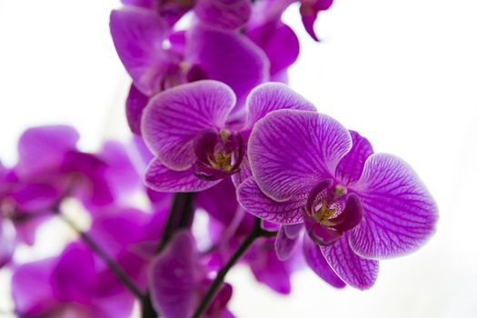 Close up view of a purple orchid on white background