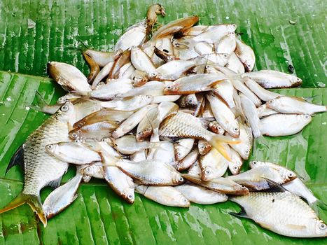 fresh fish in Farmer market Luang Prabang, Laos