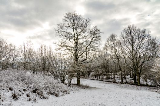 Trees in Winter After Snowfall European Countryside