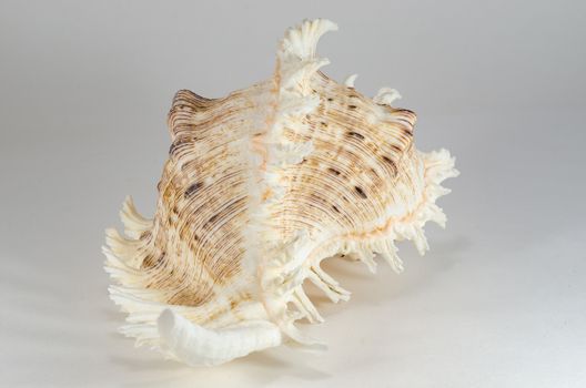 Sea shells is a beautiful souvenir of the trip to the sea