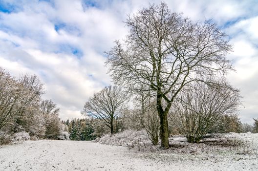 Trees in Winter Countryside After Snowfall