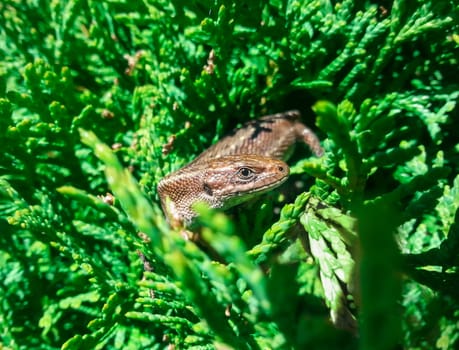 Brown lizard on a background of green bush arborvitae