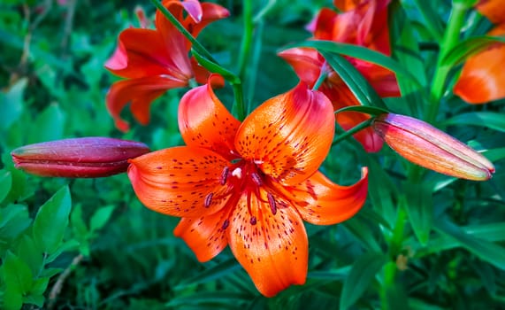 Beautiful flower orange lilies on natural background