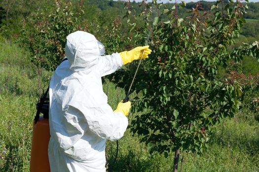 Man spraying toxic pesticides or insecticides in fruit orchard