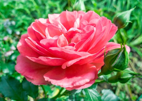 Beautiful flower pink rose on a natural background