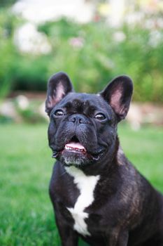 Closeup portrait of French bulldog against green nature background