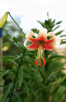 Nice blooming lily closeup on green grass background