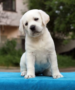 a little yellow labrador puppy sitting on blue background