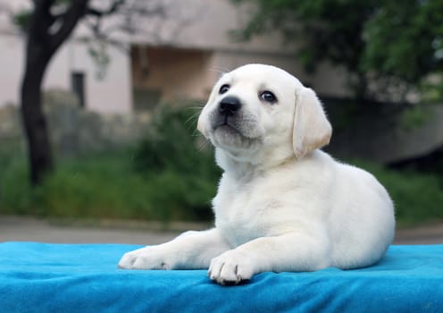 little cute yellow labrador puppy sitting on blue background