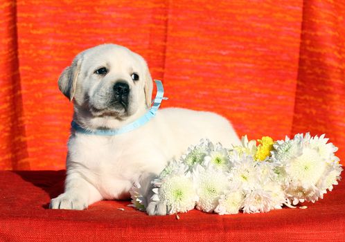 a little yellow labrador puppy sitting on red background with flowers