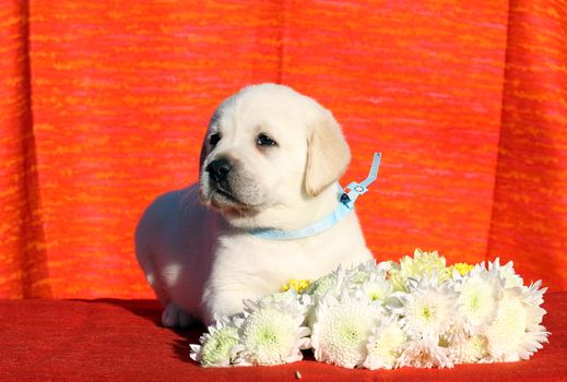 little yellow labrador puppy sitting on red background with flowers