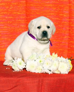 little cute yellow labrador puppy sitting on red background with flowers