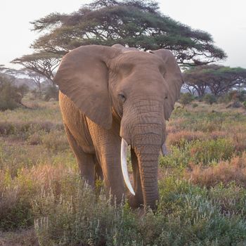 Elephant in Amboseli national park in Kenya.