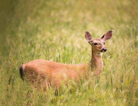 Deer Doe Standing in Tall Grass Looking Away, Color Image, Day