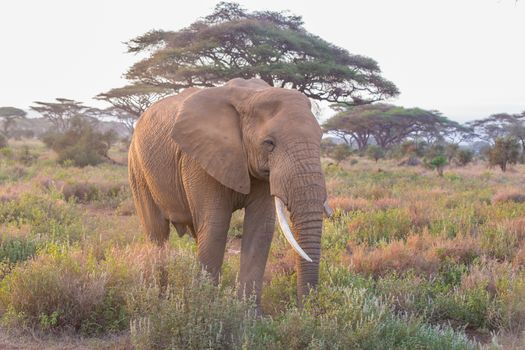 Elephant in Amboseli national park in Kenya.