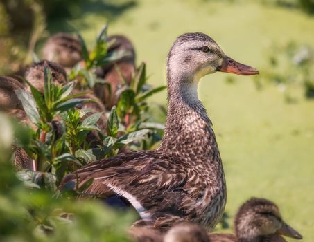 Several Ducklings Huddled Together With Mamma Duck