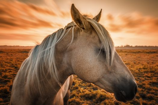 Profile of a horse, close-up, with sunset in the background.
