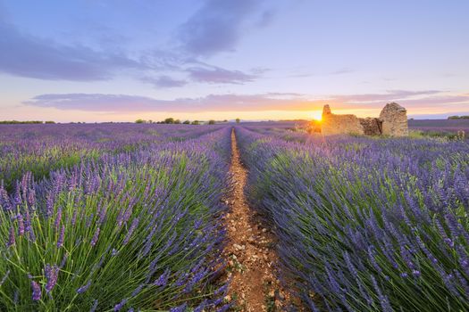 Purple lavender filed in Valensole at sunset. France.
