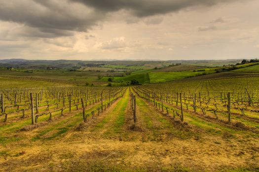Panoramic view of the vineyards of the Tuscan hills using HDR technique