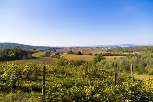 View of a Tuscan landscape with cottage in background and vineyard in foreground
